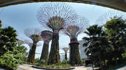 Dirbtinis Medis, Singapūras, Botanikos Sodas