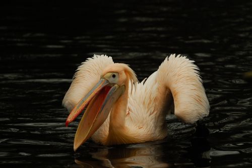 Artis, Pelican, Paukštis