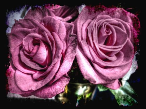 Rožė,  Rožės,  Gėlė,  Gėlės,  Violetinė,  Meno,  Meninės Rožės 2