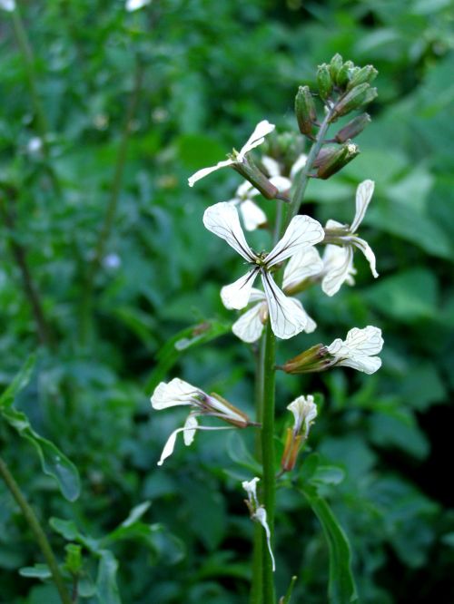 Arugula, Gėlė, Augalas, Žalias, Gamta, Augalai, Sodo Augalas, Žydinčių Augalų, Balta, Delikatesas, Mažos Gėlės, Lapija, Žydėti, Flora, Žydėjimas, Vasara, Iš Arti, Makro, Gėlės, Žiedlapiai