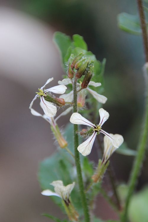 Arugula Gėlės, Arugula, Gėlės, Brassicaceae, Salotos, Valgyti, Sveikas