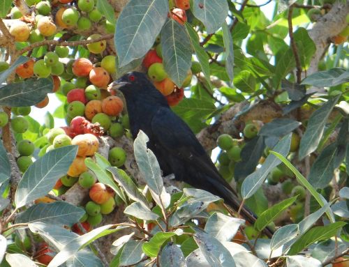 Asian Koel, Eudynamys Scolopaceus, Paukštis, Patinas, Figmedis, Fig., Prinokę, Dharwad, Indija