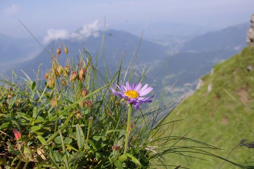 Aster, Alpės, Gėlė