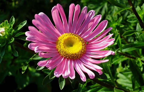 Aster,  Gėlė,  Rožinis,  Sodas,  Pobūdį,  Vasara,  Žiedlapių,  Makro