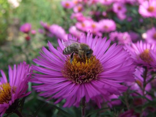 Aster, Bičių, Herbstaras, Gėlė