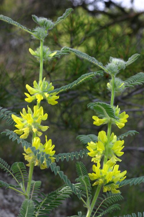 Astragalus Iš Narbonono, Klape, Gėlės