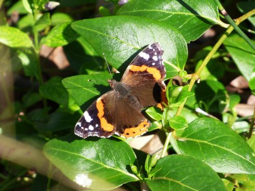 Atalanta, Drugelis, Vanessa Atalanta