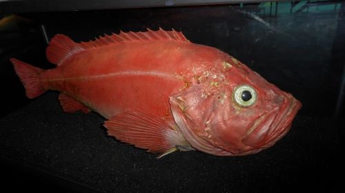 Atlantinis Atleistas, Raudona Žuvis, Ålesund