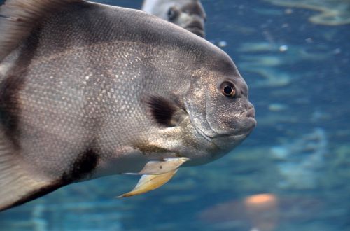 Sūrus Vanduo,  Akvariumas,  Spadefish,  Žuvis,  Patalpose,  Druska & Nbsp,  Gyvenimas,  Gamta,  Grožis,  Tropiniai & Nbsp,  Žuvys,  Laukinė Gamta,  Atlantinis Spadefish Arti