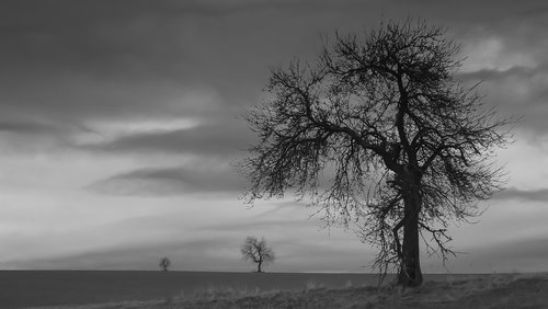 Atmosfera,  Kraštovaizdis,  Niūrus,  Nuotaika,  Medžiai,  Gamta