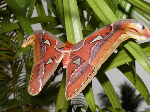 Атлас Атлас, Drugelis, Lepidoptera, Saturniidae, Drugys