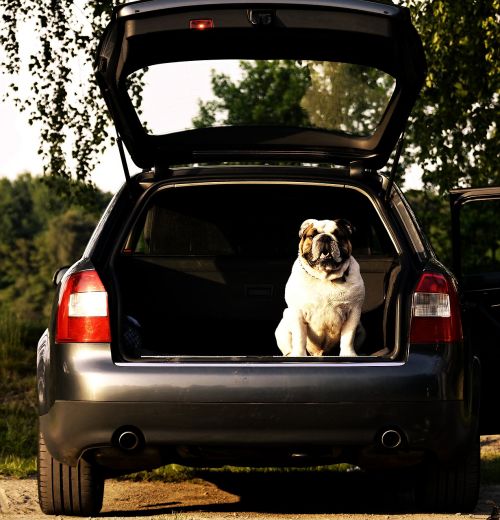 Audi 4 Sportas, Buldogas, Bagažinė, Budrus, Žiūrėti, Dėmesio, Gyvūnų Pasaulis, Gyvūnas, Mielas, Vadovas, Padaras, Žinduolis, Saugok Akis, Priežiūra, Mokymas, Paklusnumas, Draugas, Šeima, Jaunas, Patinas, Anglų Buldogas, Automatinis, Greitai, Subrendęs, Dujotiekiai