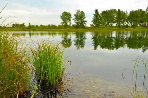 Gamta,  Kraštovaizdis,  Upė,  Vanduo,  Augalai,  Rugpjūčio 4 D