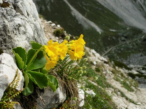 Auricula, Žiedas, Žydėti, Alpių Augalas, Primula Auricula