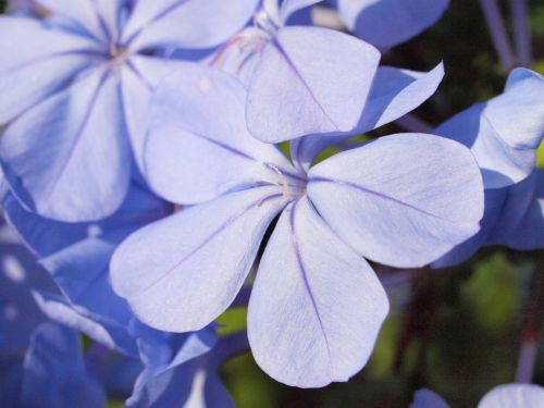 Auriculata, Plumbago, Žiedas, Žydėti, Mėlynas, Sodas