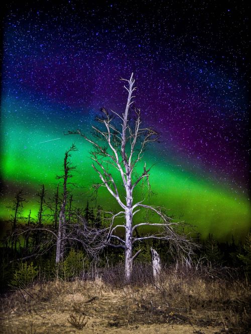 Aurora, Šiaurės Pašvaistė, Dangus, Borealis, Medis, Naktis, Žvaigždės