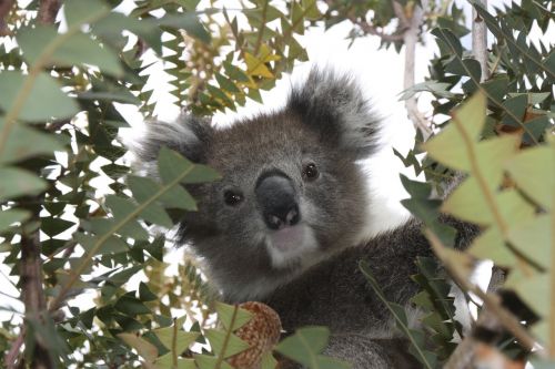 Australia, Koala, Laukinė Gamta, Gyvūnas, Marsupial, Mielas, Lauke, Šventykla