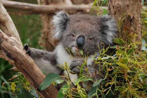 Australia, Koala, Koala Bear, Gyvūnas, Medis, Poilsis, Linksma, Tingus, Eukaliptas