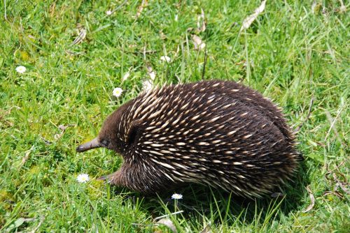 Australia, Echidnas, Gyvūnas, Echidna, Gyvūnų Pasaulis