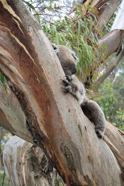 Australija,  Koala,  Phillip Island