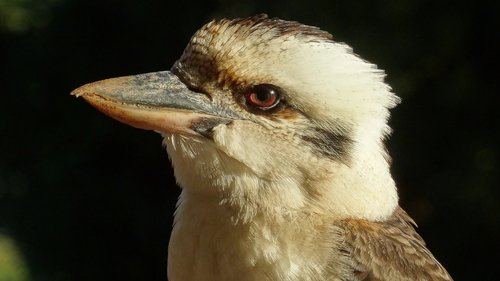 Australija,  Paukštis,  Gyvūnijos,  Kookaburra