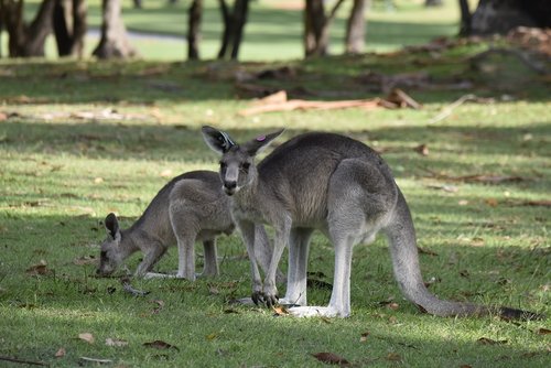 Australija,  Kengūra,  Gamta