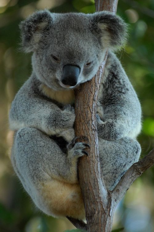 Australia, Koala, Koala Bear, Poilsis