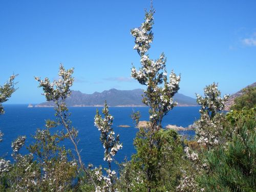 Australia, Vandenynas, Gėlės