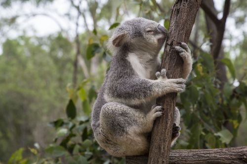 Australia, Brisbane, Eukaliptas, Koala