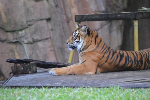 Australijos Zoologijos Sodas, Tigras, Laukinė Gamta