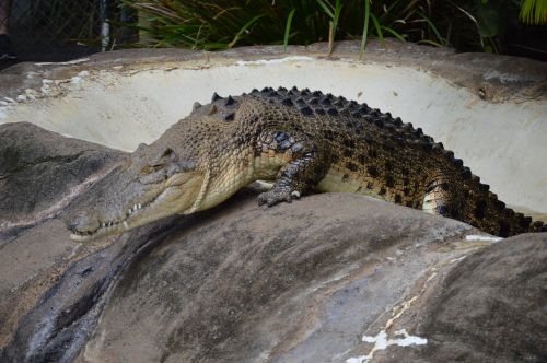 Australijos Zoologijos Sodas, Krokodilas, Laukinė Gamta, Pavojingas