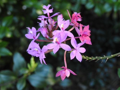 Australian, Laukiniai, Orchidėja
