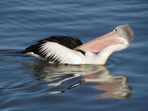 Australijos Pelikanas, Goolwa, Pietų Australija, Paukštis