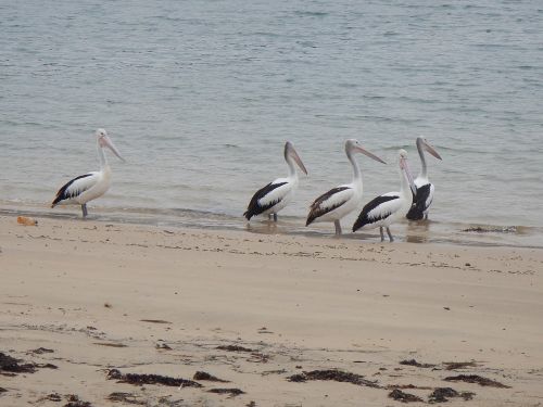 Australijos Pelikanai, Pelecanus Conspicillatus, Vandens Paukštis, Australia, Pelican