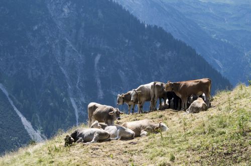 Austria, Karvės, Alpių Pieva, Kalnai