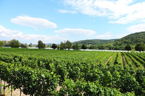 Austrija,  Dunojaus,  Wachau,  Vynuogės Auginamos,  Vynmedžių Vyno