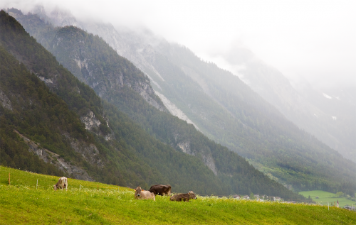 Austria, Alpės, Kalnai, Karvės, Panorama