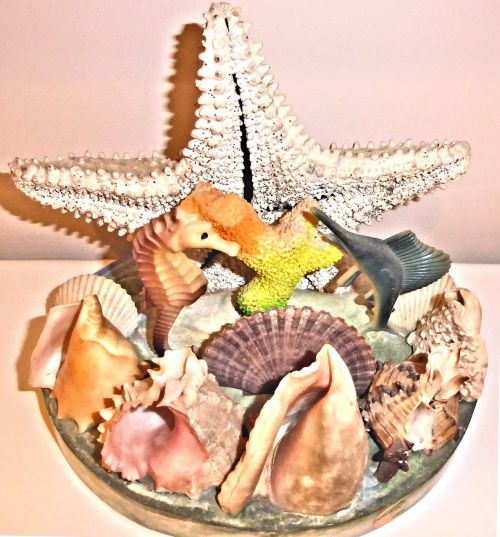 Autentiški Jūros Kriaukliai, Žvaigždė Žuvis, Atlanto Vandenynas, Ornamentas