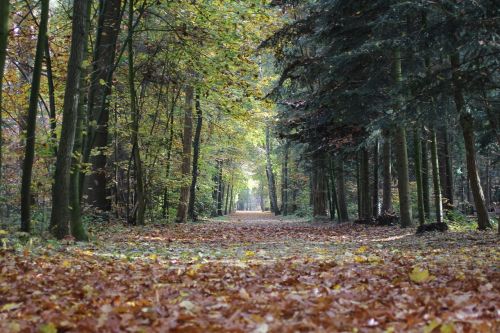 Ruduo, Lapai, Spalvos, Veluwe, Miškas