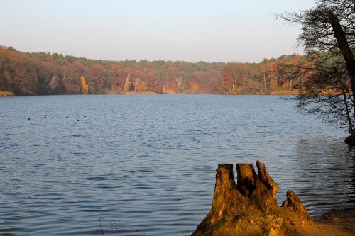 Ruduo, Medžiai, Schlachtensee