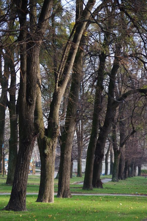 Ruduo, Parkas, Medžiai