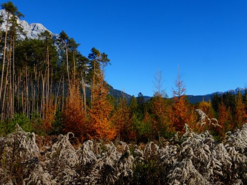 Ruduo, Miškas, Spalvinga, Lapai, Rudens Miškas, Medžiai, Aukso Ruduo, Palieka Rudenį, Kritimo Lapija, Nuotaika, Kritimo Spalva, Auksinis, Vaikščioti