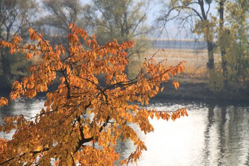 Ruduo, Vyšnia, Lapai, Spalvinga