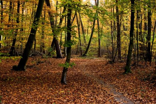 Ruduo, Spalva, Miškas, Rudens Nuotaika, Lapai