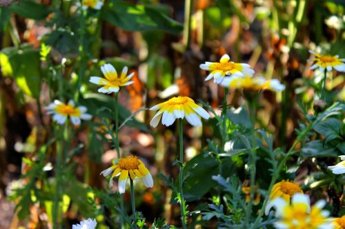 Ruduo, Daisy, Gražios Gėlės, Flora, Augalas