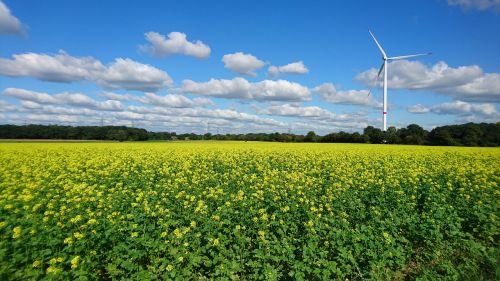 Ruduo, Laukas, Ariamasis, Rapsų Žiedas, Laukai, Žemdirbystė, Pinwheel, Regeneracinė Energija, Geltona Gėlė