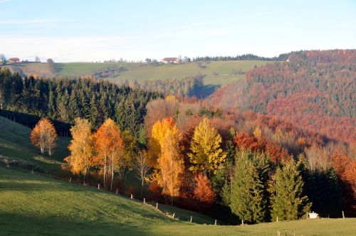 Ruduo, Rudens Nuotaika, Rudens Miškas, Atsiras, Kritimo Spalva, Aukso Ruduo, Kraštovaizdis, Gamta, Miškas