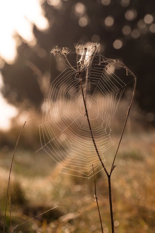 Ruduo, Bokeh, Kritimas, Makro, Gamta, Saulėtekis, Internetas