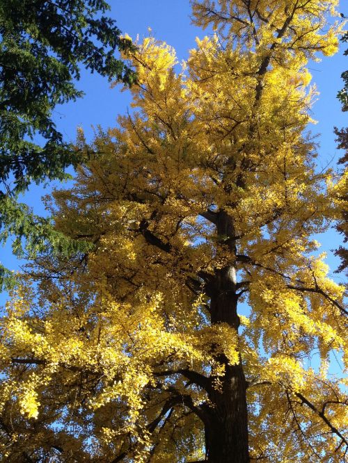 Ruduo, Lapija, Gingko