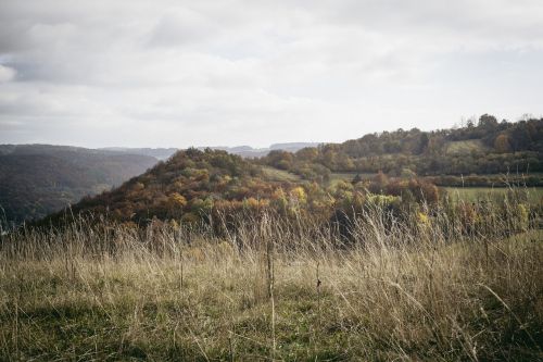 Ruduo, Gražus, Grožis, Žydėti, Žiedas, Bokeh, Šviesus, Ruda, Krūva, Iš Arti, Spalva, Spalvinga, Spalvos, Spalva, Kaimas, Kritimas, Fantazija, Flora, Gėlių, Gėlė, Gėlės, Lapija, Miškas, Šviežias, Sodas, Žolė, Žalias, Žemė, Lapai, Lapai, Šviesa